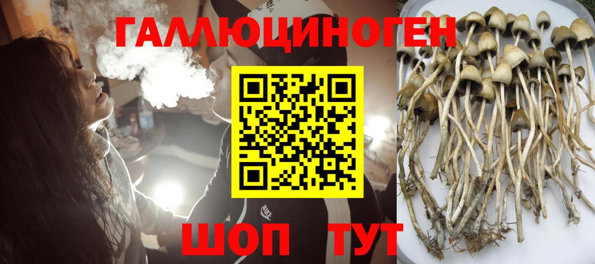 Псилоцибиновые грибы Psilocybe Когалым